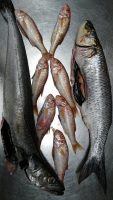 Pescado fresco